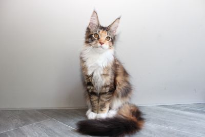 Despina